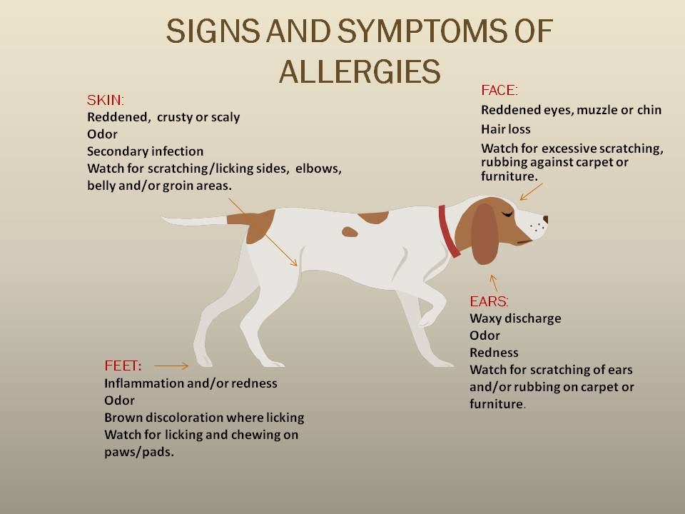 Can Dogs Tell When You Are Angry