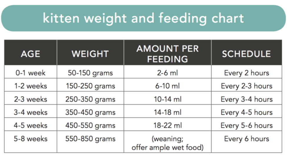 Kitten Weight And Feeding Chart