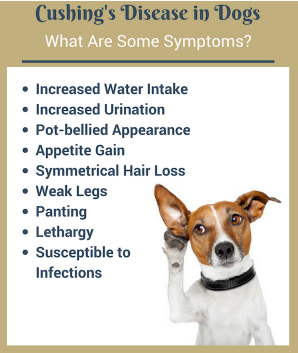symptoms of adrenal gland in dogs