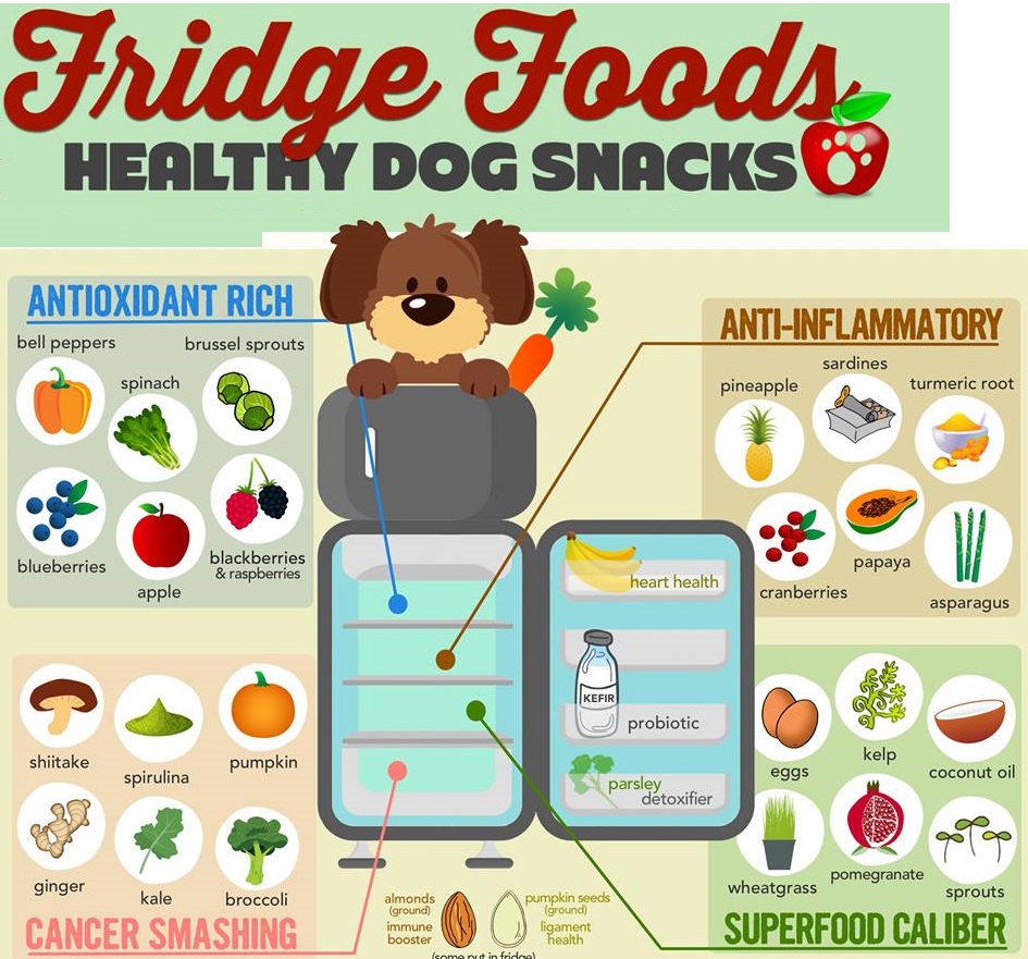 the best human food for dogs