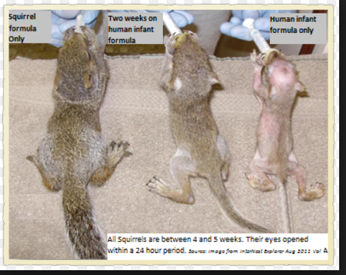 Baby Squirrel Growth Chart