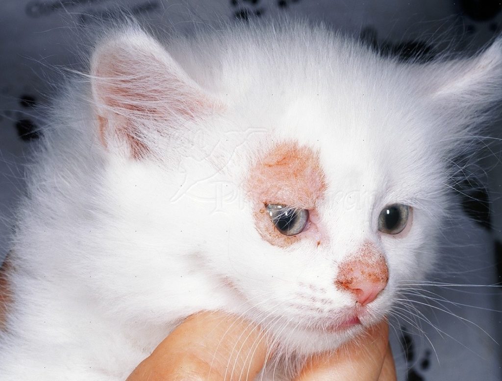 ringworm-in-cats-forms-and-symptoms-top-wellness-life