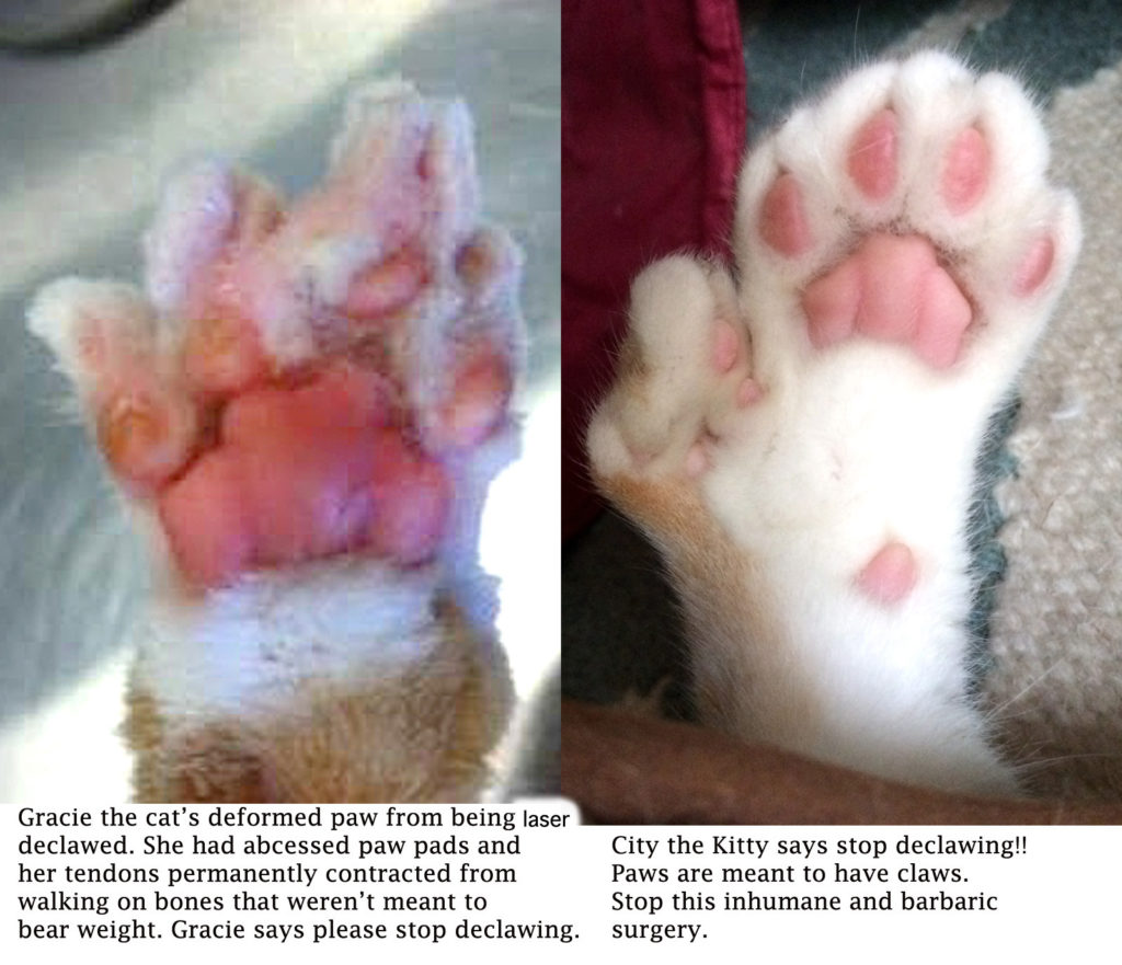 Is Declawing Cats Illegal In Michigan