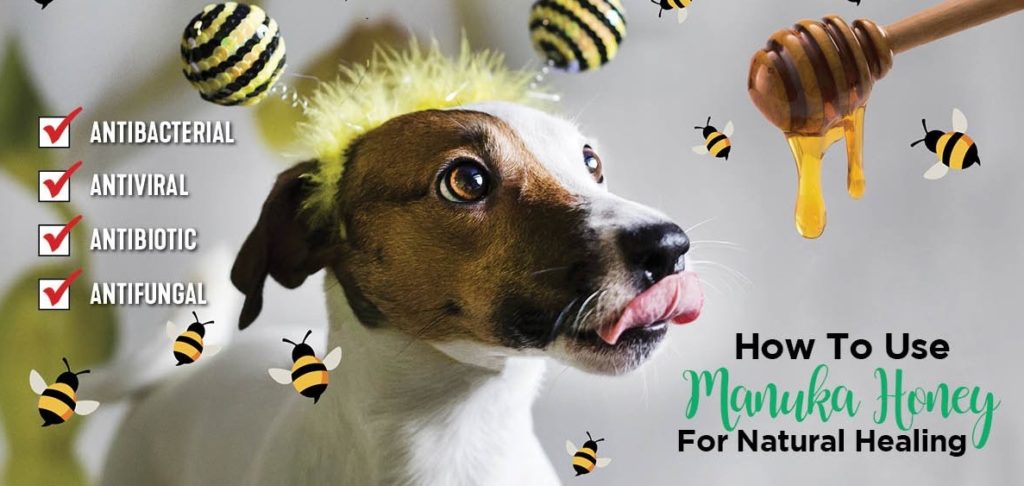 Manuka & Raw Honey – Pet Info Alley