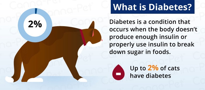 Diabetes Dogs & Cats – Pet Info Alley